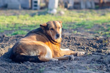 Büyük kahverengi köpek yerde yatıyor.