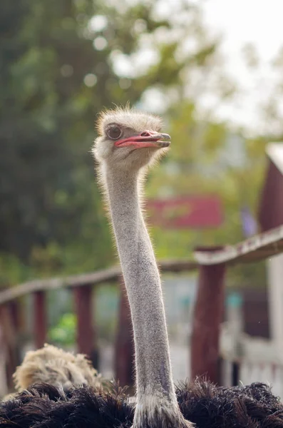 Portrait of an ostrich on a chicken farm