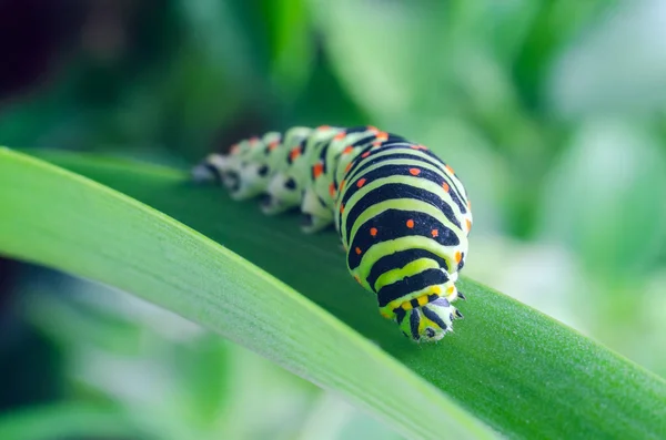 Caterpillar av machaon kryper på gröna blad, närbild — Stockfoto