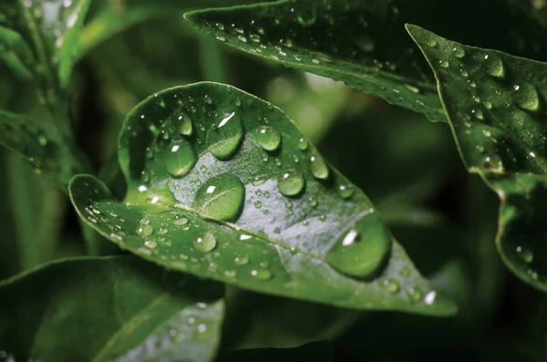 Drops of water on green leaves of seedlings of young pepper grown in a greenhouse, background texture — 스톡 사진