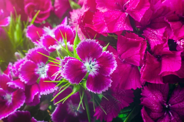 Flori frumoase multicolore de garoafă turcească în creștere într-o grădină însorită de vară aproape — Fotografie, imagine de stoc