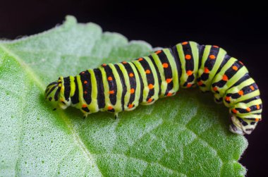 Machaon 'un Caterpillar 'ı yeşil yaprakların üzerine sürünüyor, yakın çekim
