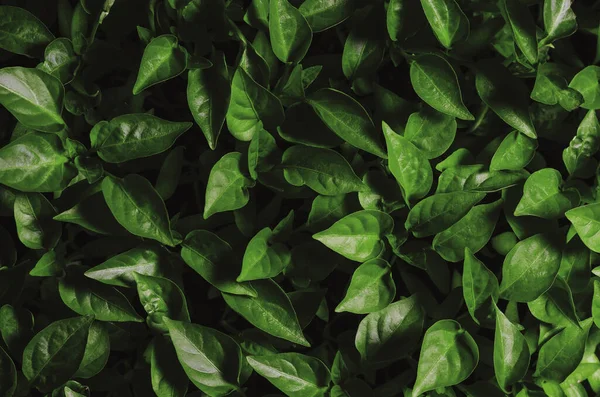 Zielone liście sadzonek papryki uprawianej w szklarni, tekstura tła — Zdjęcie stockowe