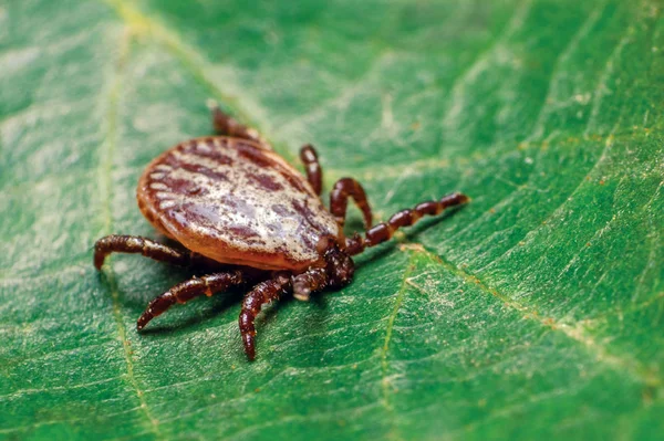 Um parasita perigoso e ácaro portador de infecção sentado em uma folha verde — Fotografia de Stock