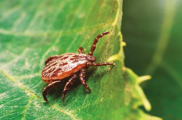 Eine gefährliche Parasiten- und Infektionsträgermilbe sitzt auf einem grünen Blatt — Stockfoto