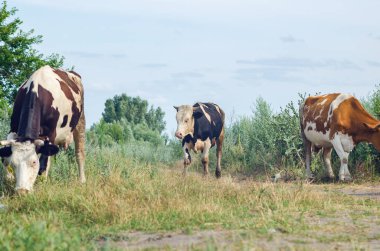 İnekler yeşil çimlerin üzerinde otlar.