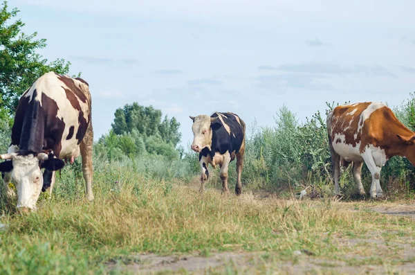 Krávy pasou na poli na zelené trávě — Stock fotografie