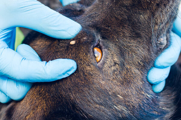 Human hands in blue gloves remove the tick with the hook of the dog