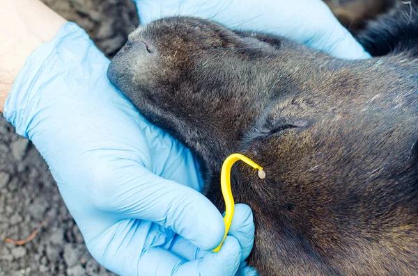 Mãos humanas em luvas azuis remover o carrapato com o gancho do cão — Fotografia de Stock