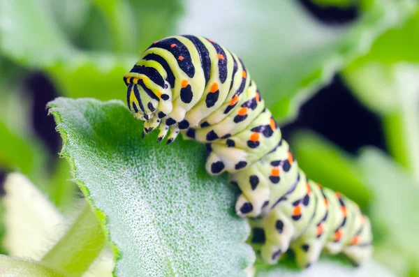 Lagarta da Machaon rastejando em folhas verdes, close-up — Fotografia de Stock