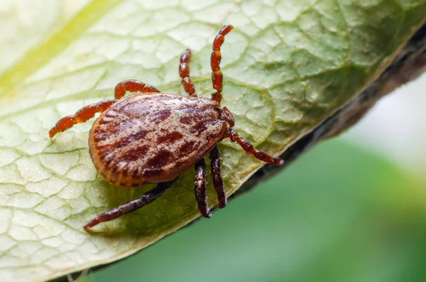 Eine gefährliche Parasiten- und Infektionsträgermilbe sitzt auf einem grünen Blatt — Stockfoto