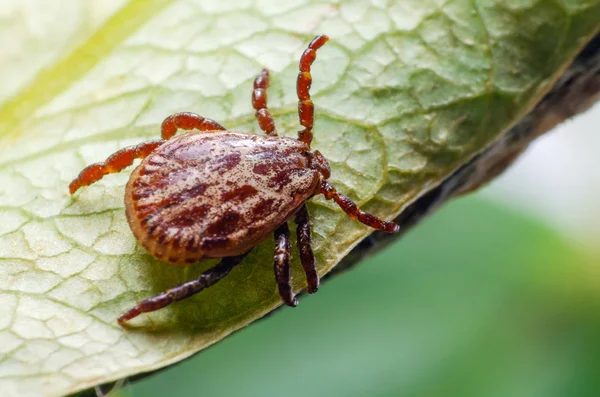 Un parásito peligroso y un ácaro portador de infección sentado sobre una hoja verde — Foto de Stock