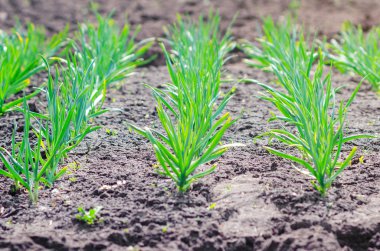 Baharda yeşil bir sarımsak yatağı