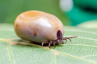 Kandan şişmiş bir akarsu, tehlikeli bir parazit ve enfeksiyon taşıyıcısı bir yaprağın üzerinde oturur.
