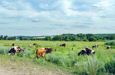 İnekler yeşil çimlerin üzerinde otlar.