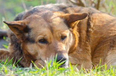 Çimenlerde yatan büyük kahverengi bir köpeğin portresi.