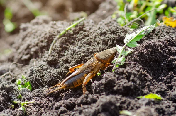 Gryllotalpidae ya da toprak kanseri tehlikeli bir böcek yerde sürünüyor.