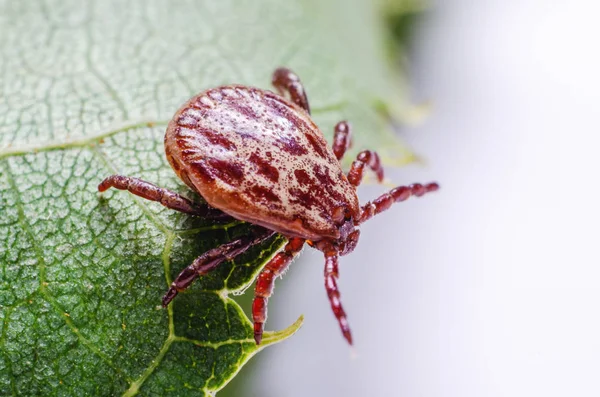 Un parasite dangereux et un acarien vecteur d'infection assis sur une feuille verte — Photo