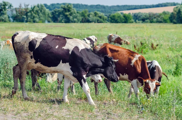 Krávy pasou na poli na zelené trávě — Stock fotografie