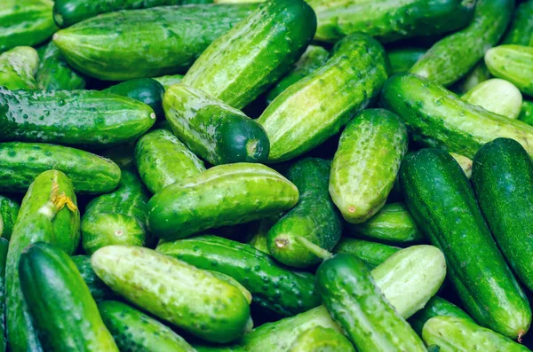 Свіжі органічні овочі, зелені огірки, фон з текстури — стокове фото