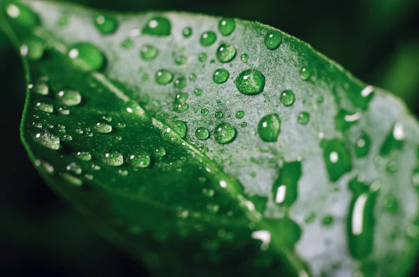 Drops of water on green leaves of seedlings of young pepper grown in a greenhouse, background texture — 스톡 사진