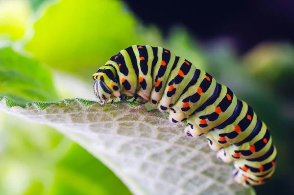 Rups van de machaon kruipen op groene bladeren, close-up — Stockfoto