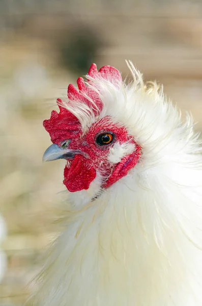 Közelkép egy kakasról egy csirkefarmon. — Stock Fotó