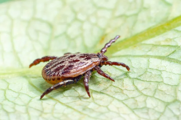 Un parásito peligroso y un ácaro portador de infección sentado sobre una hoja verde — Foto de Stock