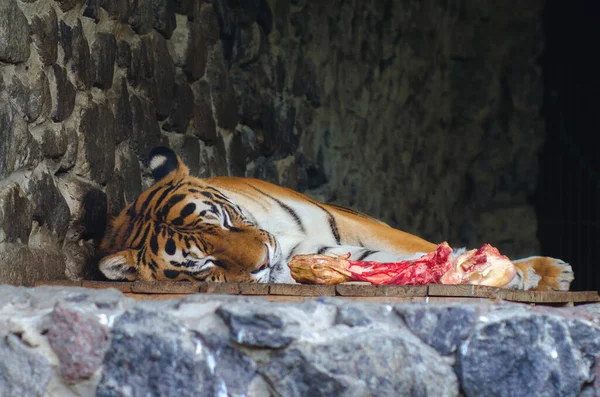 A well-fed tiger sleeps against a brown stone wall near a half-eaten bone.