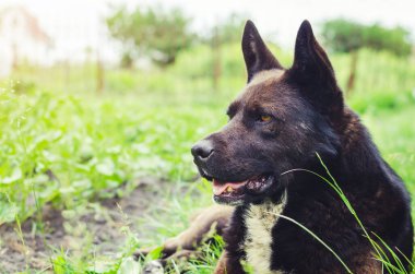 Çimlerin üzerinde yatan büyük siyah bir köpeğin portresi..