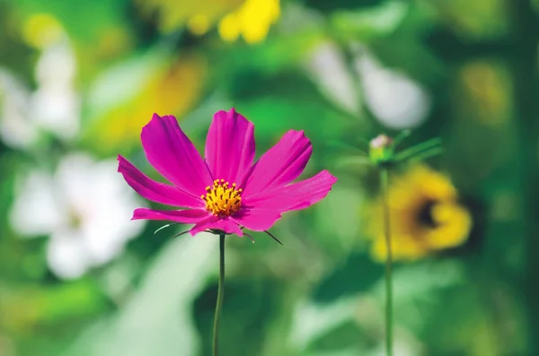 Beautiful Pink Cosmos Flower Blooms Summer Garden — Stock Photo, Image