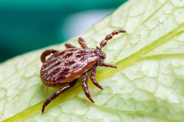 Eine Gefährliche Parasiten Und Infektionsträgermilbe Sitzt Auf Einem Grünen Blatt — Stockfoto