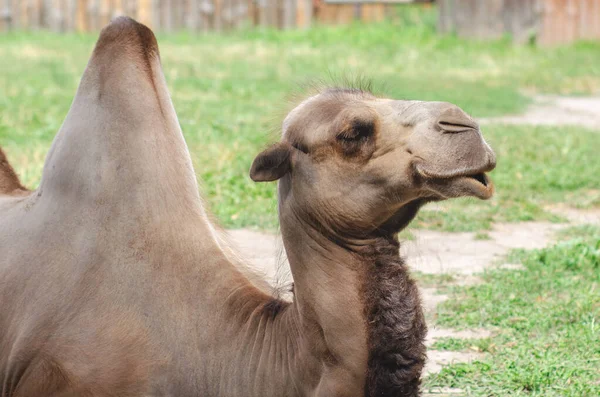 Retrato Camello Dos Jorobas Descansando Sobre Hierba — Foto de Stock
