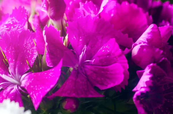 Beautiful Multicolored Flowers Turkish Carnation Growing Summer Sunny Garden Close — Stock Photo, Image