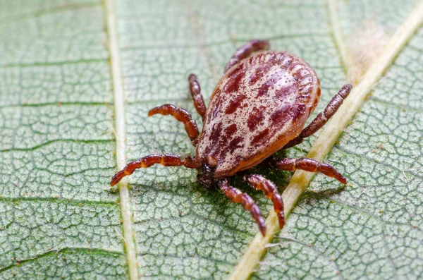 Parásito Peligroso Ácaro Portador Infección Sentado Sobre Una Hoja Verde — Foto de Stock