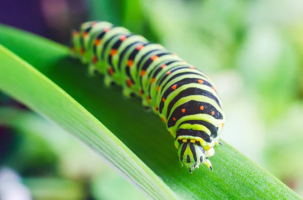 Machaon Caterpillar Yeşil Yaprakları Yakın Çekim — Stok fotoğraf