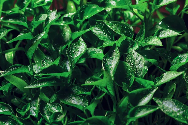 Frunzele Verzi Răsaduri Piper Tânăr Cultivate Într Seră Textura Fundal — Fotografie, imagine de stoc