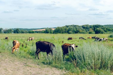 İnekler yeşil çimlerin üzerinde otlar..
