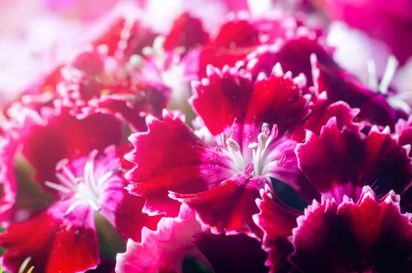 Красивые Разноцветные Цветы Турецкой Гвоздики Растущие Летнем Солнечном Саду Крупным — стоковое фото