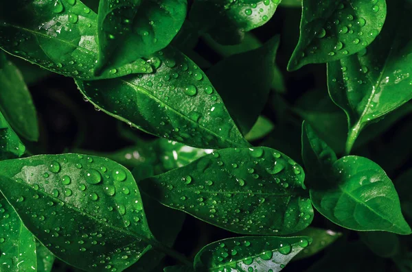 Drops Water Green Leaves Seedlings Young Pepper Grown Greenhouse Background — 스톡 사진