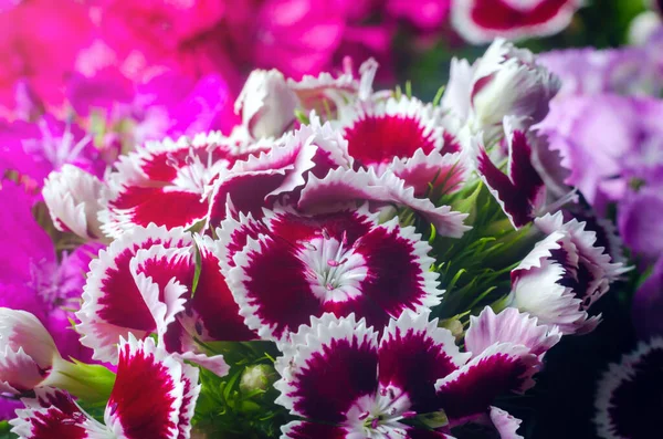 Flori Frumoase Multicolore Garoafă Turcească Creștere Într Grădină Însorită Vară — Fotografie, imagine de stoc