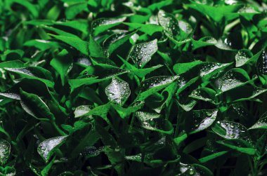 Yeşil yapraklar, serada yetişen taze biber tohumları, arka plan dokusu.