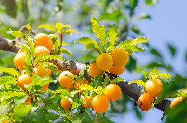 Meyve bahçesindeki bir ağaçtan sarkan kiraz erikleri.