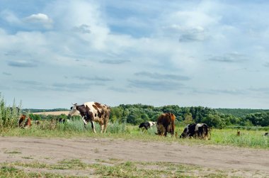 İnekler yeşil çimlerin üzerinde otlar..
