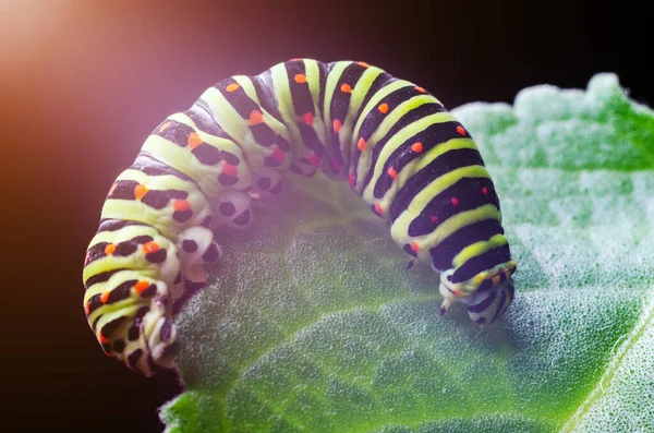 Chenille Machaon Rampant Sur Les Feuilles Vertes Gros Plan — Photo