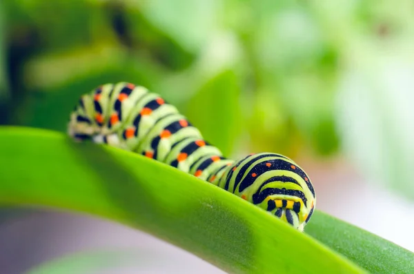 Lagarta Machaon Rastejando Folhas Verdes Close — Fotografia de Stock