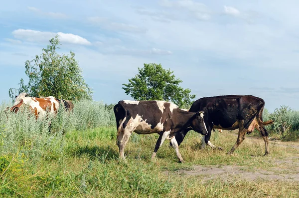 Krávy Pasou Poli Zelené Trávě — Stock fotografie