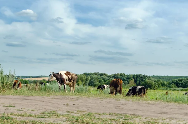 İnekler yeşil çimlerin üzerinde otlar..