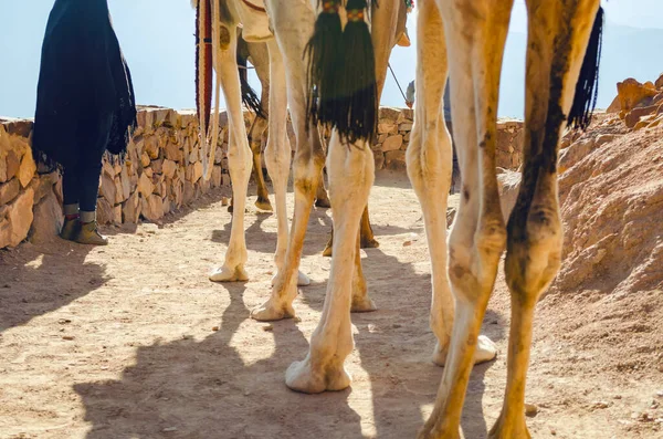 Lange Kamelbeine Stehen Auf Einem Feldweg — Stockfoto