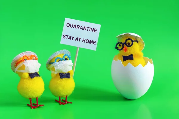 Easter chickens in masks and with a placard reading quarantine, stay at home, meet the hatched chicken. Concept of protection against coronavirus covid-19.